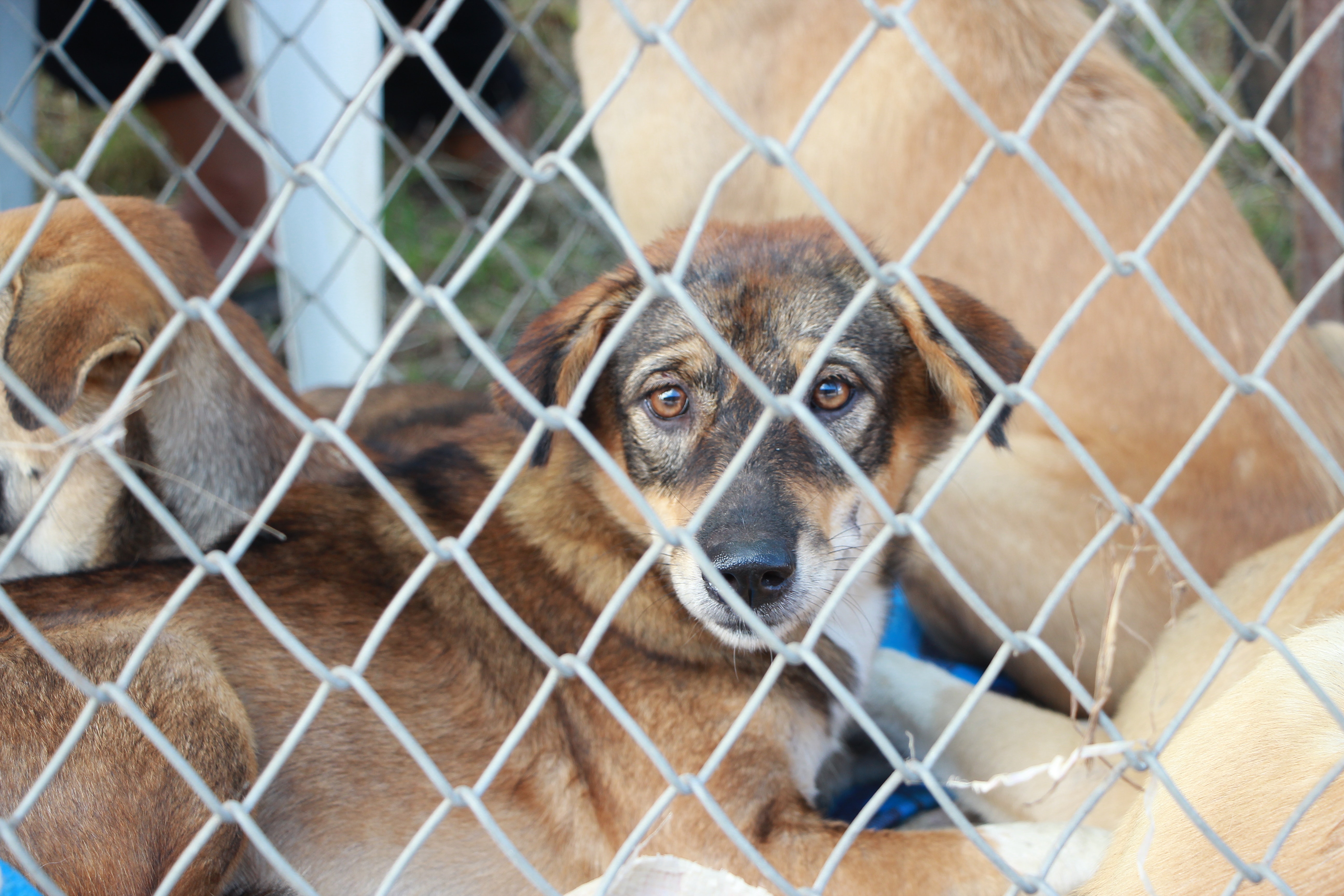 Dog in kennel